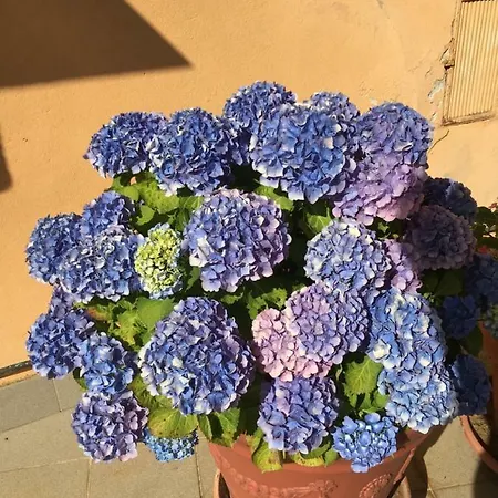 Casa Delle Ortensie * ג'נובה