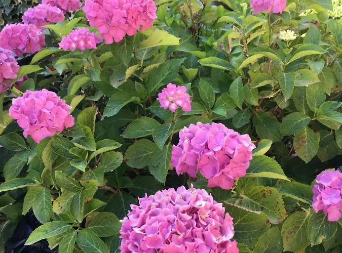 Casa Delle Ortensie *