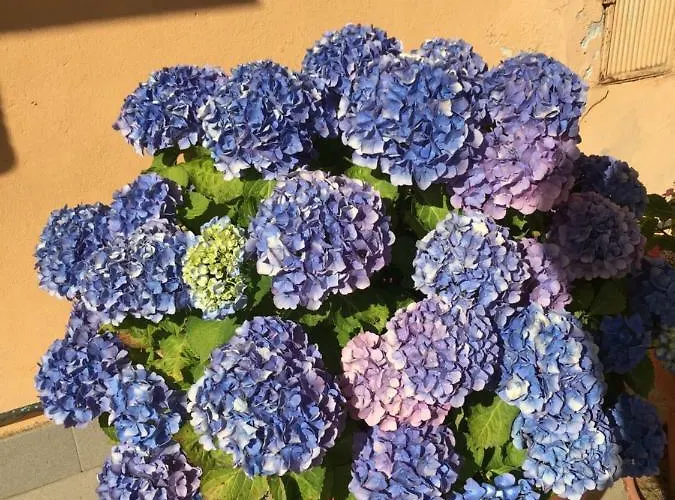 Casa Delle Ortensie * Gênes